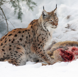 Lūšu galvenā barība ir stirnas, taču tie barojas arī ar zaķiem, putniem un bebriem. Tomēr ar to nepietiek, lai mazuļi izaugtu spēcīgi un veseli.