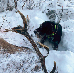 Bullis veiksmīgi atrasts un nomedīts. Bullis veiksmīgi atrasts un nomedīts.