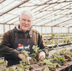 "Augusta zemenes" agronoms Guntars Dzērve.