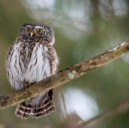 Latvijas mazākā pūce apodziņš ir mājas strazda lielumā. Atšķirībā no citām pūcēm tas medī krēslas stundās un dažkārt novērojams arī pie putnu barotavām. Latvijas mazākā pūce apodziņš ir mājas strazda lielumā. Atšķirībā no citām pūcēm tas medī krēslas stundās un dažkārt novērojams arī pie putnu barotavām.