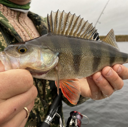 Daudzi pamanījuši, ka zivis kļūst arvien piesardzīgākas, tādēļ arī makšķerniekam jābūt vērīgam, jādomā līdzi un jāpielāgojas apstākļiem.