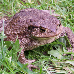 Pret krupi, iespējams, daudzi izjūt nepatiku "kraupainā" izskata dēļ, taču tas ir ļoti noderīgs dzīvnieks, jo īpaši dārzkopjiem, iznīcinot lielu daudzumu kaitēkļu. Pret krupi, iespējams, daudzi izjūt nepatiku "kraupainā" izskata dēļ, taču tas ir ļoti noderīgs dzīvnieks, jo īpaši dārzkopjiem, iznīcinot lielu daudzumu kaitēkļu.