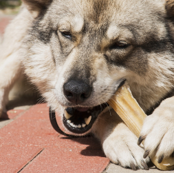 Tāpat kā katrs suns un viņu ēšanas paradumi mēdz atšķirties, tā arī suņu attiecības ar spiestajiem kauliem. Tāpat kā katrs suns un viņu ēšanas paradumi mēdz atšķirties, tā arī suņu attiecības ar spiestajiem kauliem.