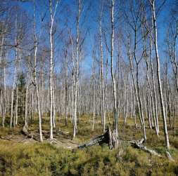 Kūdras ieguves vieta.