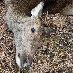 2023./2024. gada sezonā tika nomedīti gandrīz 25 tūkstoši staltbriežu, nākamajā sezonā jau ap 29,5 tūkstošiem, bet šajā sezonā skaits tuvojas 30 tūkstošiem. Tas nozīmē, ka populācijas samazināšana jau notiek. Taču medību saimniecība nav lielveikals, kur vienā brīdī var "izpirkt" populāciju – tai ir būtiska inerce.