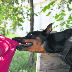 Sabiedrībai pieņemama uzvedība jāapgūst gan sunim, gan tā saimniekam.