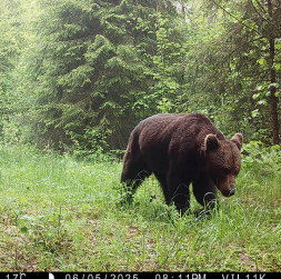 Slēpņu kamerās iegūts fotoattēls.