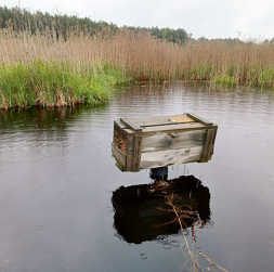 Bebra darbības rezultātā mākslīgā ligzdvieta kļuvusi pieejama Amerikas ūdelei.