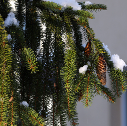 Apsnidzis egles zars.