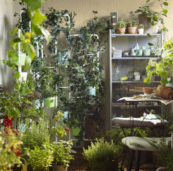 Augus ieteicams kārtot vertikāli, tādējādi ekonomējot telpu.