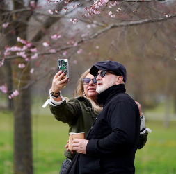 Cilvēki fotogrāfējas pie sakurām Uzvaras parkā.