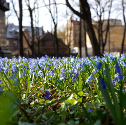 Zilsniedzītes Lielajos kapos.