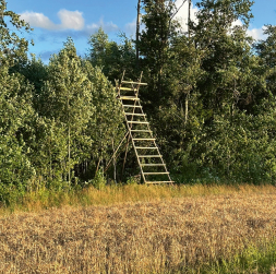 Mednieku taisītā trepe – pielāgota konkrētiem apstākļiem. Mednieku taisītā trepe – pielāgota konkrētiem apstākļiem.