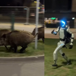 Robots Edvards Varhockis vajā mežacūkas Varšavā.
