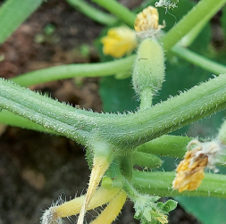 Parasti šāda mazo gurķīšu dzeltēšana ir pār­ejoša. Pēc kāda laika raža tomēr sāk veidoties.