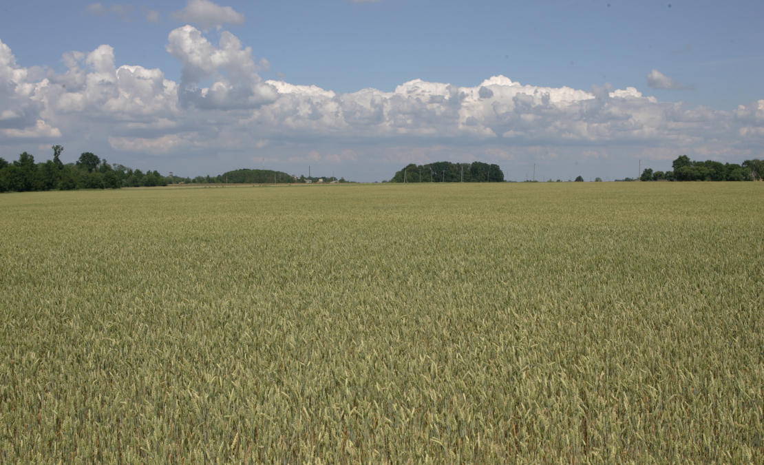 Kviešu lauks.