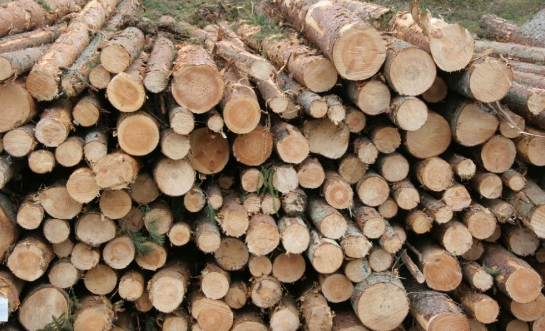 Baļķi izcirtumā. Ilustratīvs attēls.