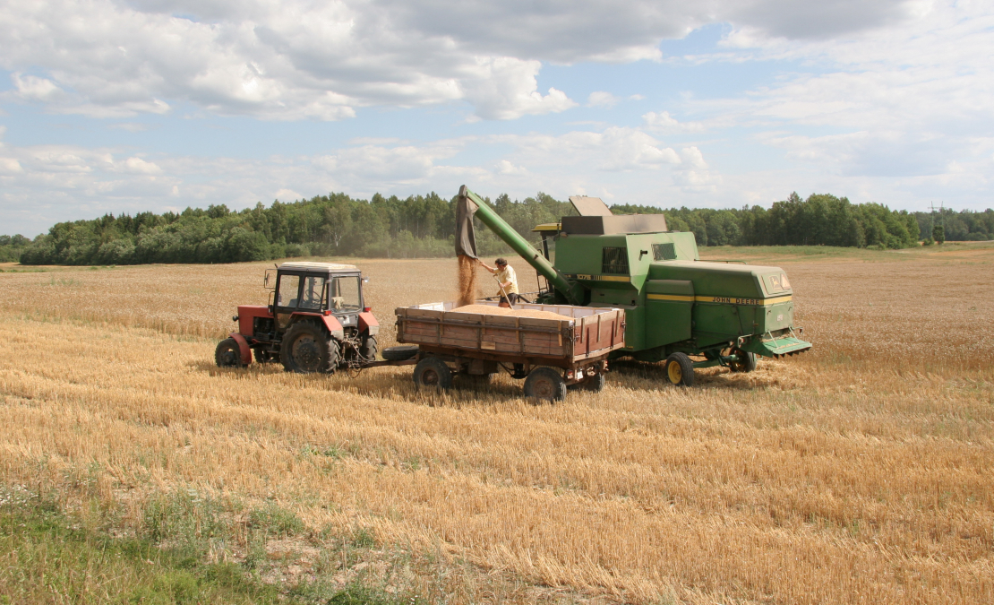 Labības novākšana Kurzemes pusē.