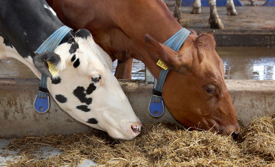 Ēdināšanai ir nepārvērtējama nozīme ganāmpulka veselības un produktivitātes nodrošināšanā