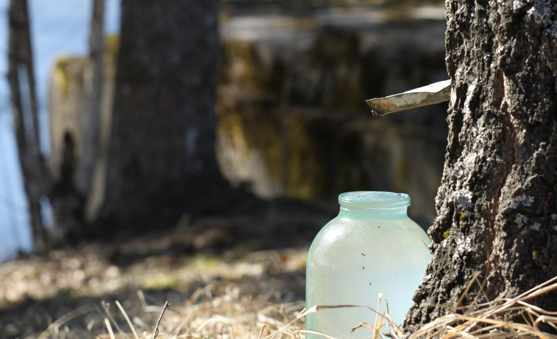 Katrs iedzīvotājs valsts mežu teritorijā drīkst ieurbt tikai vienu urbumu, kas pēc sulu tecināšanas beigām obligāti jāaiztaisa ciet.