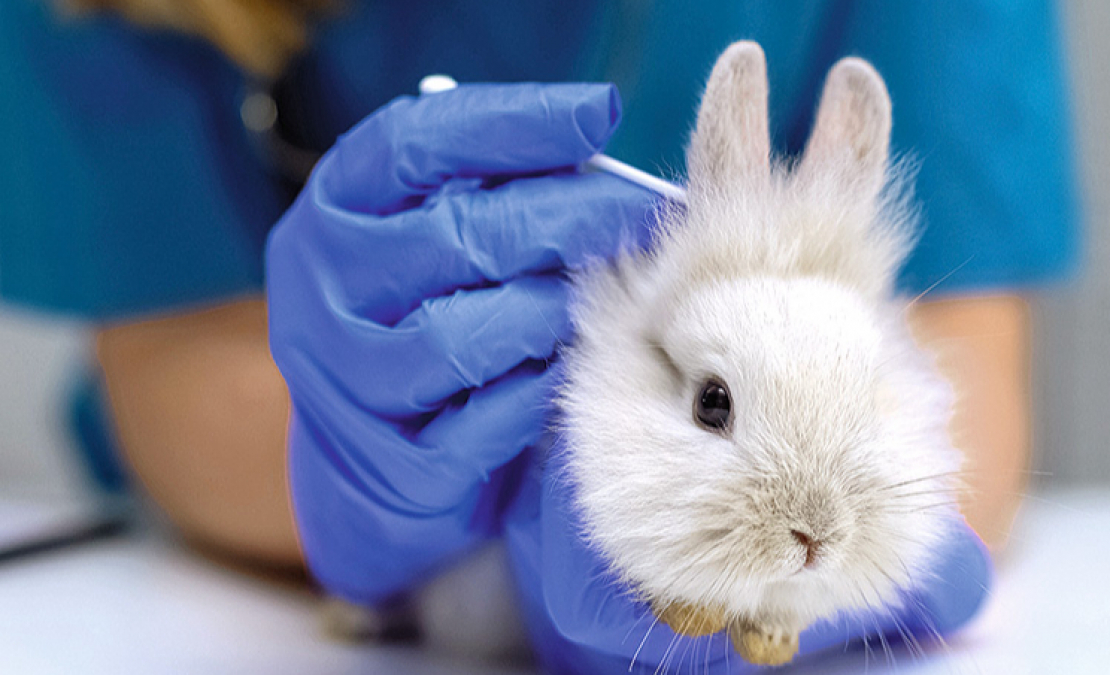 Novērojot slimības pazīmes, nepieciešama vizīte pie veterinārārsta. Novērojot slimības pazīmes, nepieciešama vizīte pie veterinārārsta.