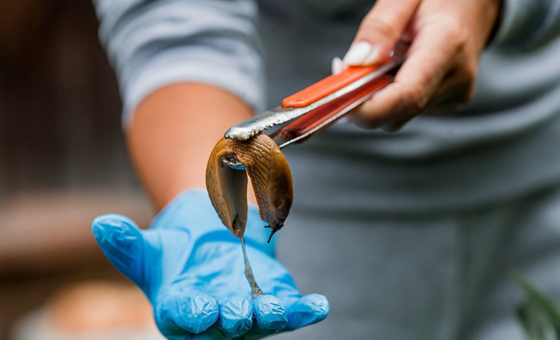 Neraugoties uz to, ka Spānijas kailgliemezis dzīvo vienu gadu, invadētajās teritorijās nav iespējams sugu pilnībā iznīcināt. Tos var ierobežot, tikai samazinot kailgliemežu skaitu. Tas jāveic katru gadu un katru dienu, iesaka eksperti.