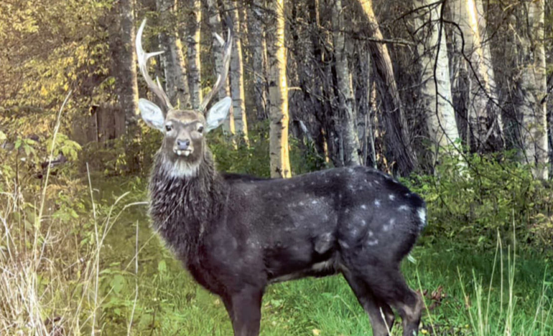 Sika briedis. Sika briedis.