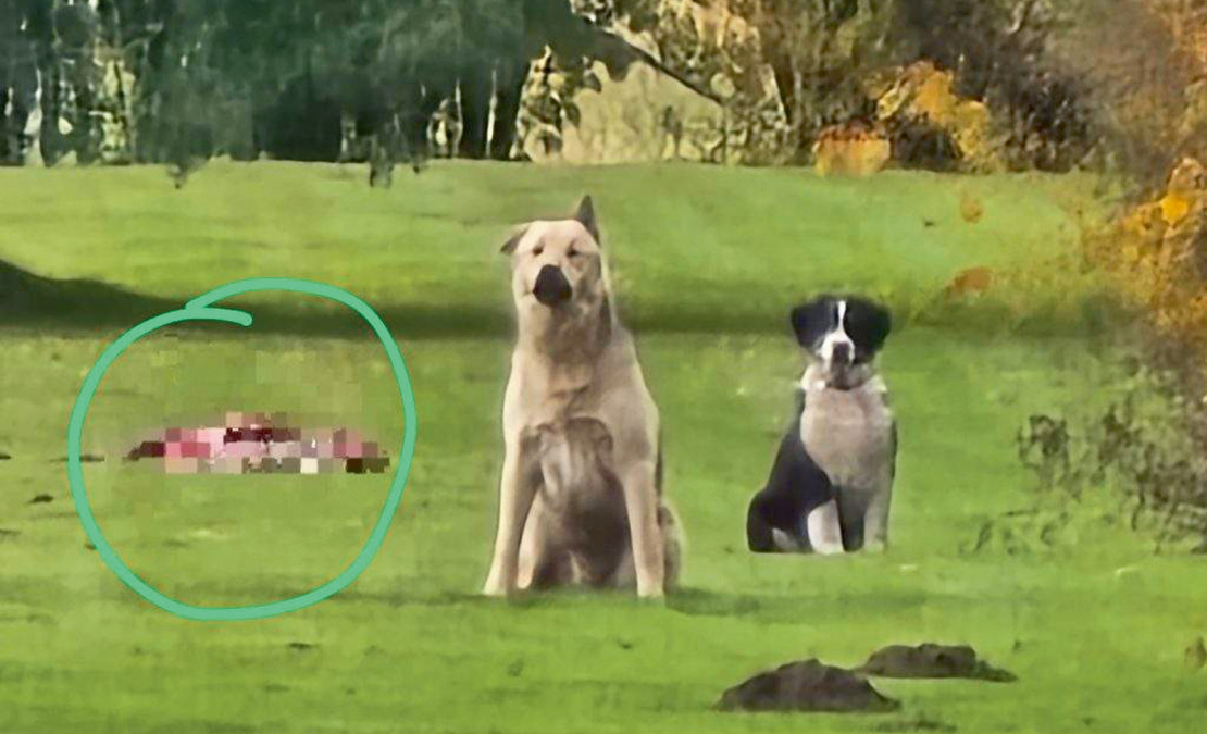 Modra suņi. Glābšanas dienesta foto.