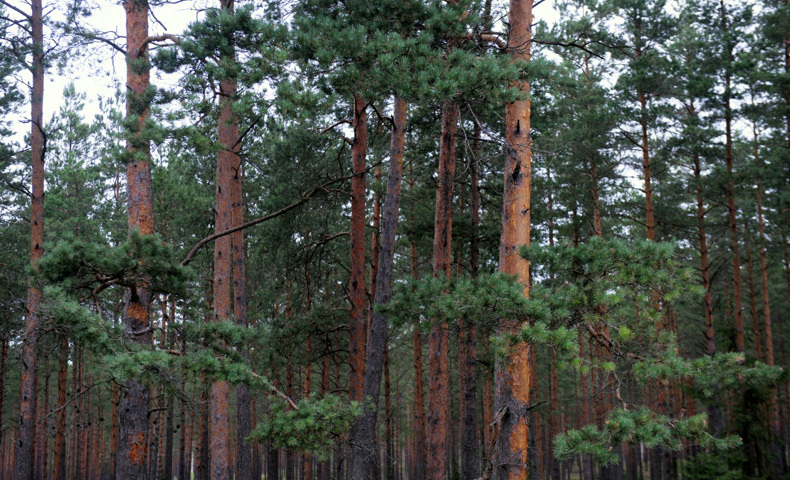 Priežu mežs. Ilustratīvs foto. 