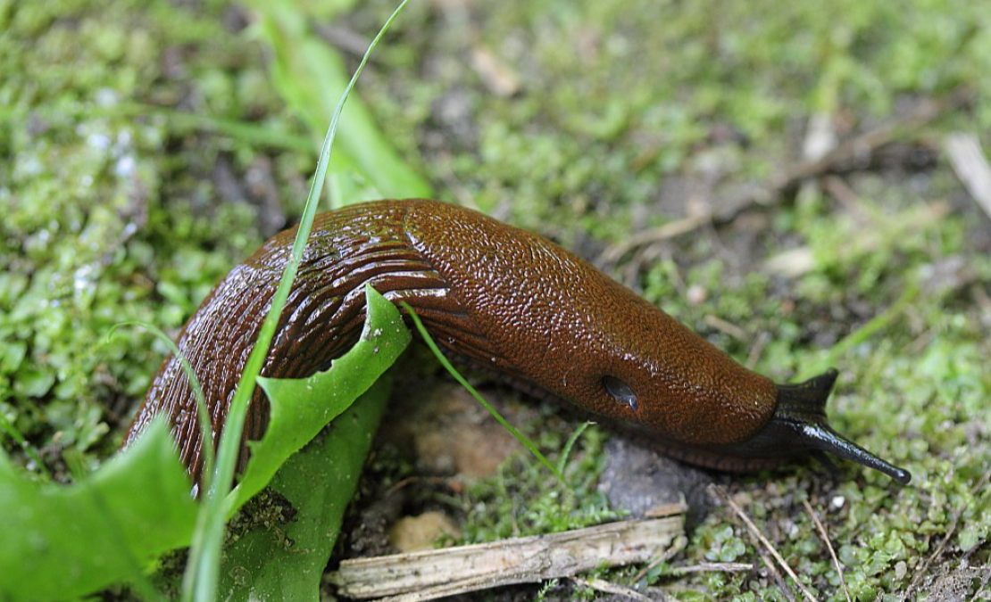 Spānijas kailgliemeži.
