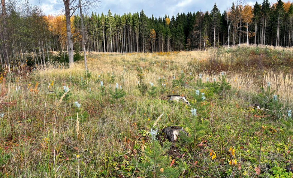 Mežu stāda arī mazie meža īpašnieki. Jumpravas saimnieks Andrejs Kalniņš visus astoņus hektārus lauksaimniecībā izmantojamās zemes apstādījis ar priedi, egli, bērziem un melnalksni.