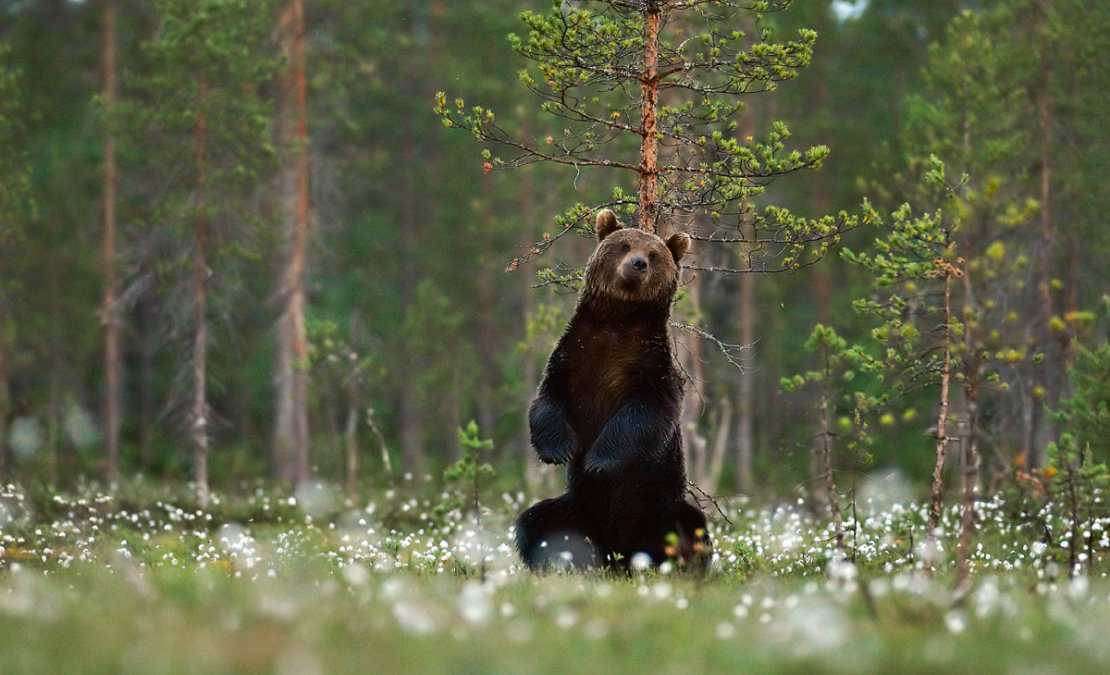 Lācis atstāj smaržu uz kokiem, iezīmējot teritoriju. Tādās vietās var ievākt vilnu DNS pētījumiem.