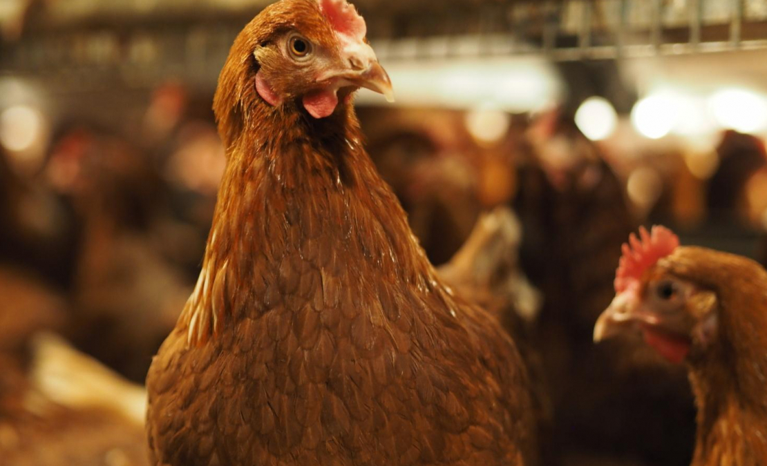 Vistas uzņēmuma kūtī. 