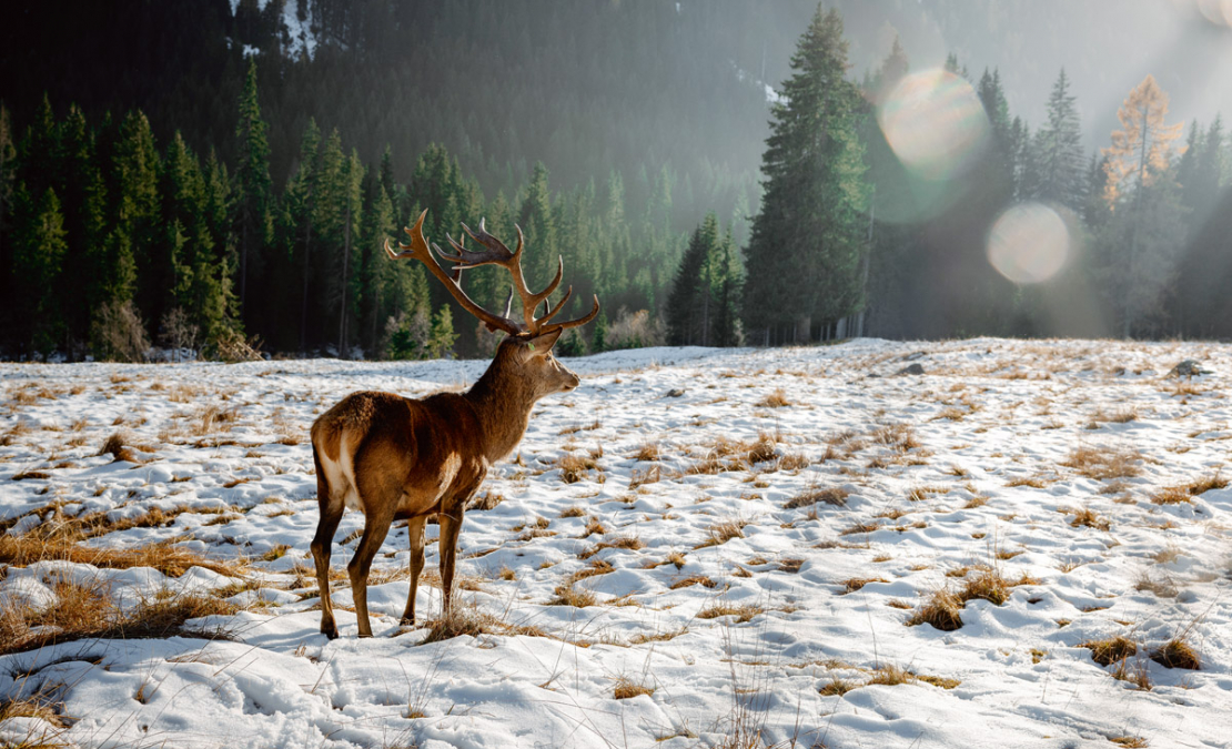 Problēmas ar staltbriedi ir aptuveni trešdaļā Latvijas teritorijas, taču citviet šādu problēmu nav.