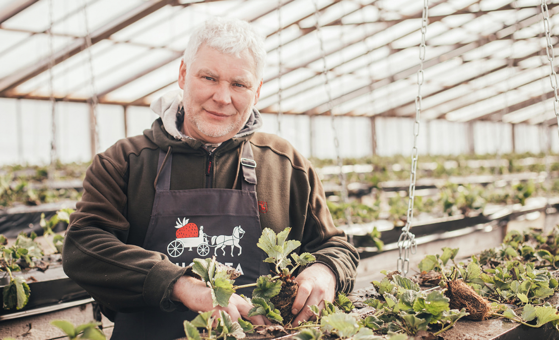 "Augusta zemenes" agronoms Guntars Dzērve.
