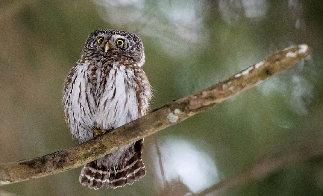 Latvijas mazākā pūce apodziņš ir mājas strazda lielumā. Atšķirībā no citām pūcēm tas medī krēslas stundās un dažkārt novērojams arī pie putnu barotavām. Latvijas mazākā pūce apodziņš ir mājas strazda lielumā. Atšķirībā no citām pūcēm tas medī krēslas stundās un dažkārt novērojams arī pie putnu barotavām.