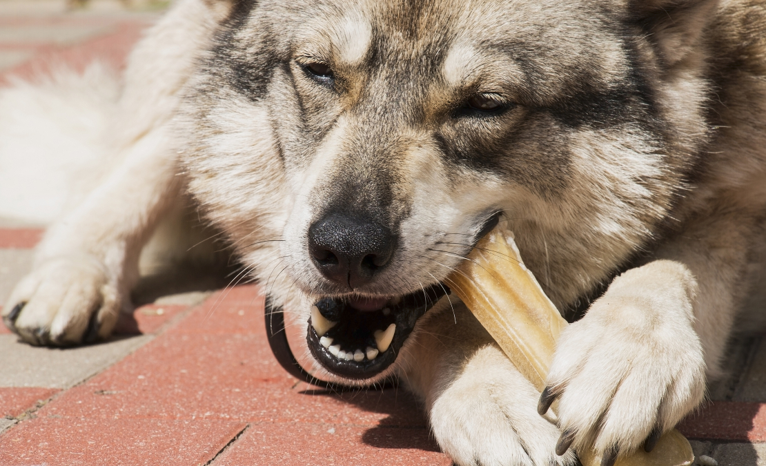 Tāpat kā katrs suns un viņu ēšanas paradumi mēdz atšķirties, tā arī suņu attiecības ar spiestajiem kauliem. Tāpat kā katrs suns un viņu ēšanas paradumi mēdz atšķirties, tā arī suņu attiecības ar spiestajiem kauliem.