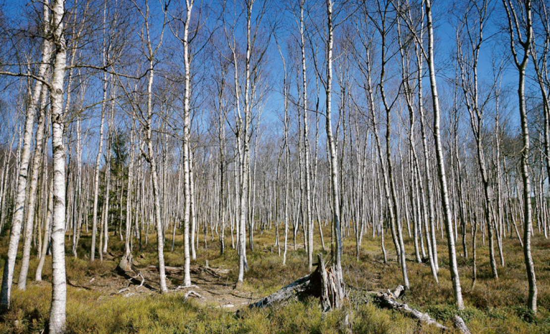 Kūdras ieguves vieta.