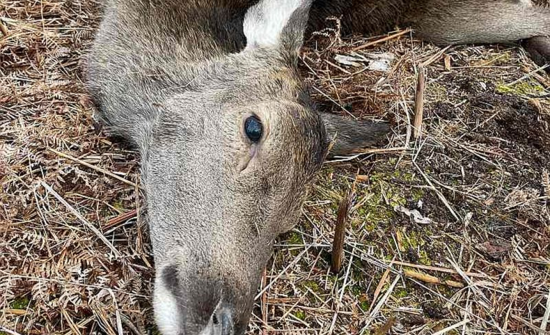 2023./2024. gada sezonā tika nomedīti gandrīz 25 tūkstoši staltbriežu, nākamajā sezonā jau ap 29,5 tūkstošiem, bet šajā sezonā skaits tuvojas 30 tūkstošiem. Tas nozīmē, ka populācijas samazināšana jau notiek. Taču medību saimniecība nav lielveikals, kur vienā brīdī var "izpirkt" populāciju – tai ir būtiska inerce.