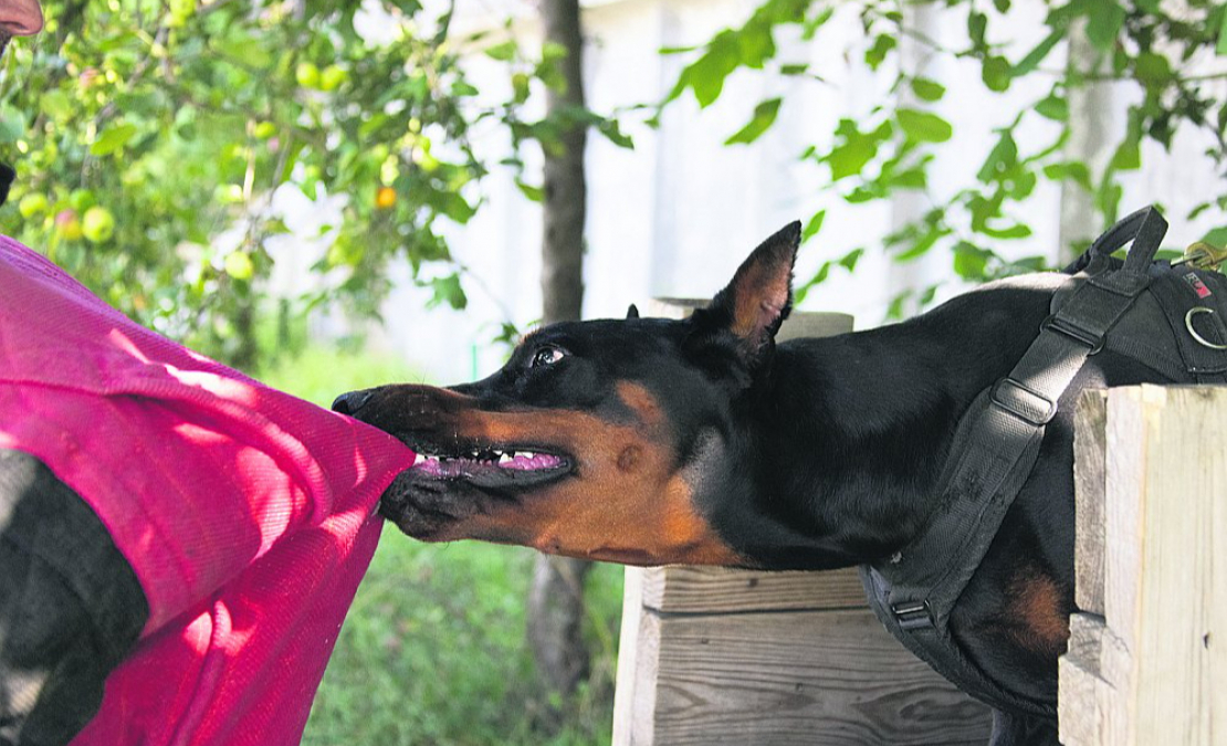 Sabiedrībai pieņemama uzvedība jāapgūst gan sunim, gan tā saimniekam.