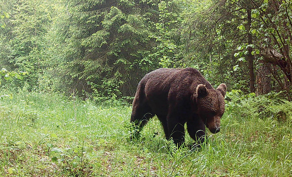 Slēpņu kamerās iegūts fotoattēls.