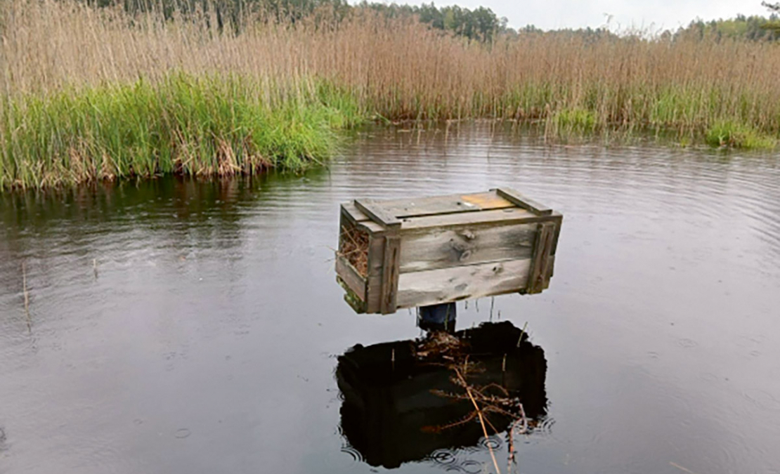 Bebra darbības rezultātā mākslīgā ligzdvieta kļuvusi pieejama Amerikas ūdelei.