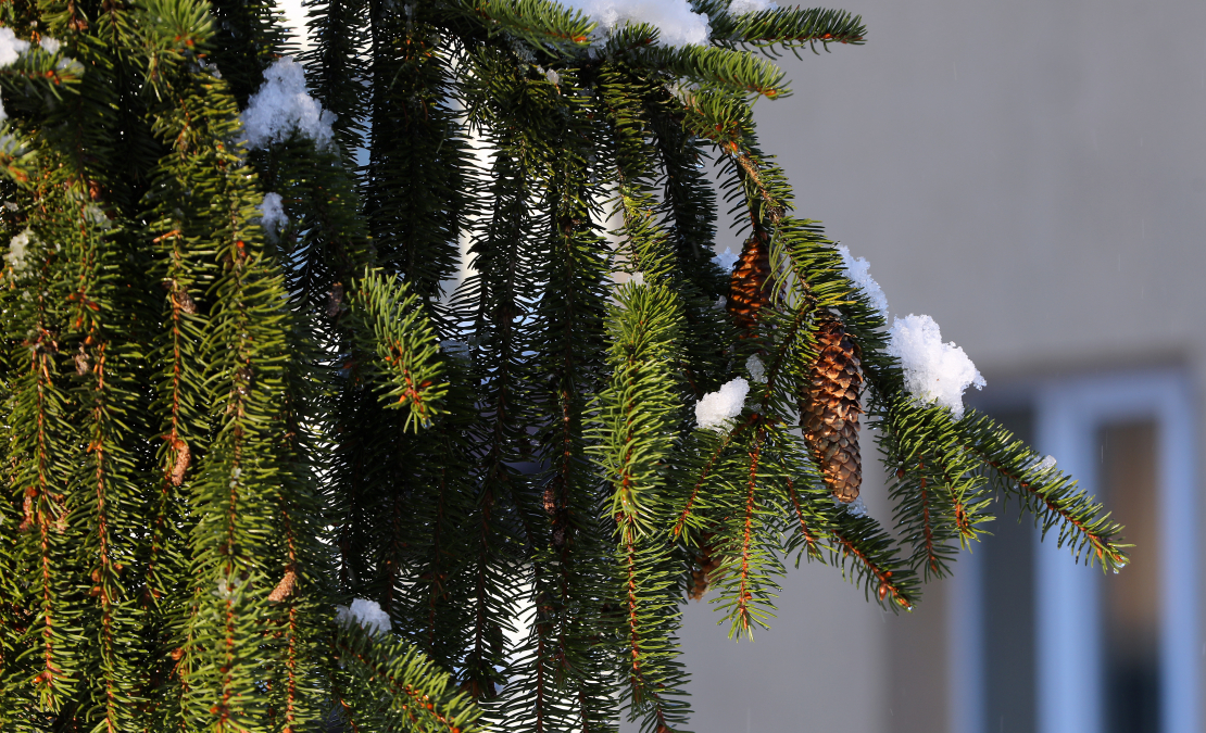 Apsnidzis egles zars.