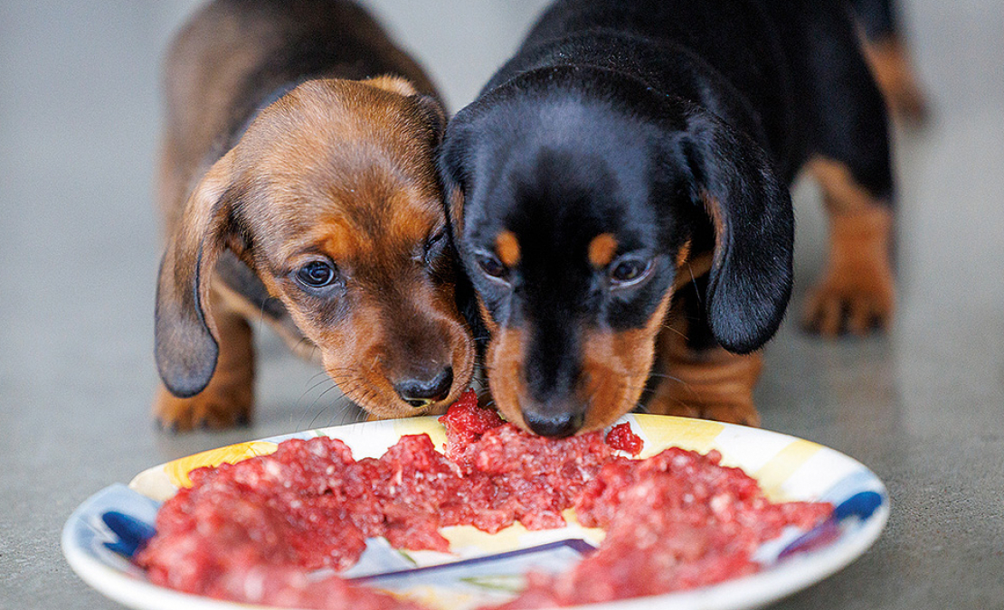 Pie svaigbarošanas dzīvniekus pieradina jau no mazotnes.