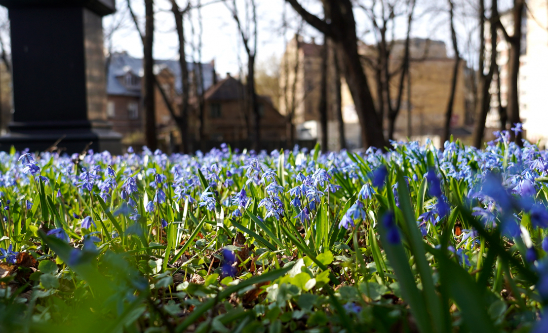 Zilsniedzītes Lielajos kapos.