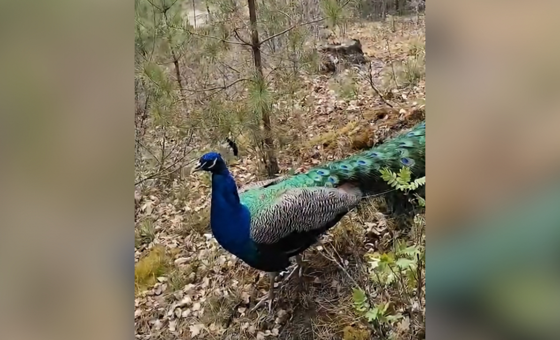 Savvaļā izbēgušais pāvs.