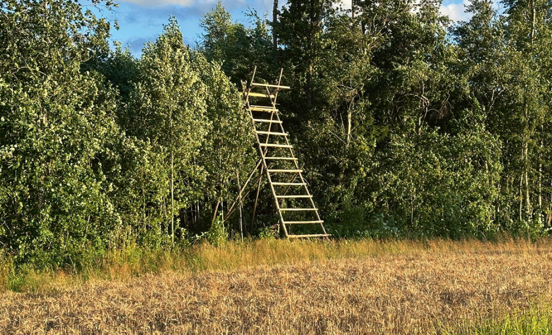 Mednieku taisītā trepe – pielāgota konkrētiem apstākļiem. Mednieku taisītā trepe – pielāgota konkrētiem apstākļiem.