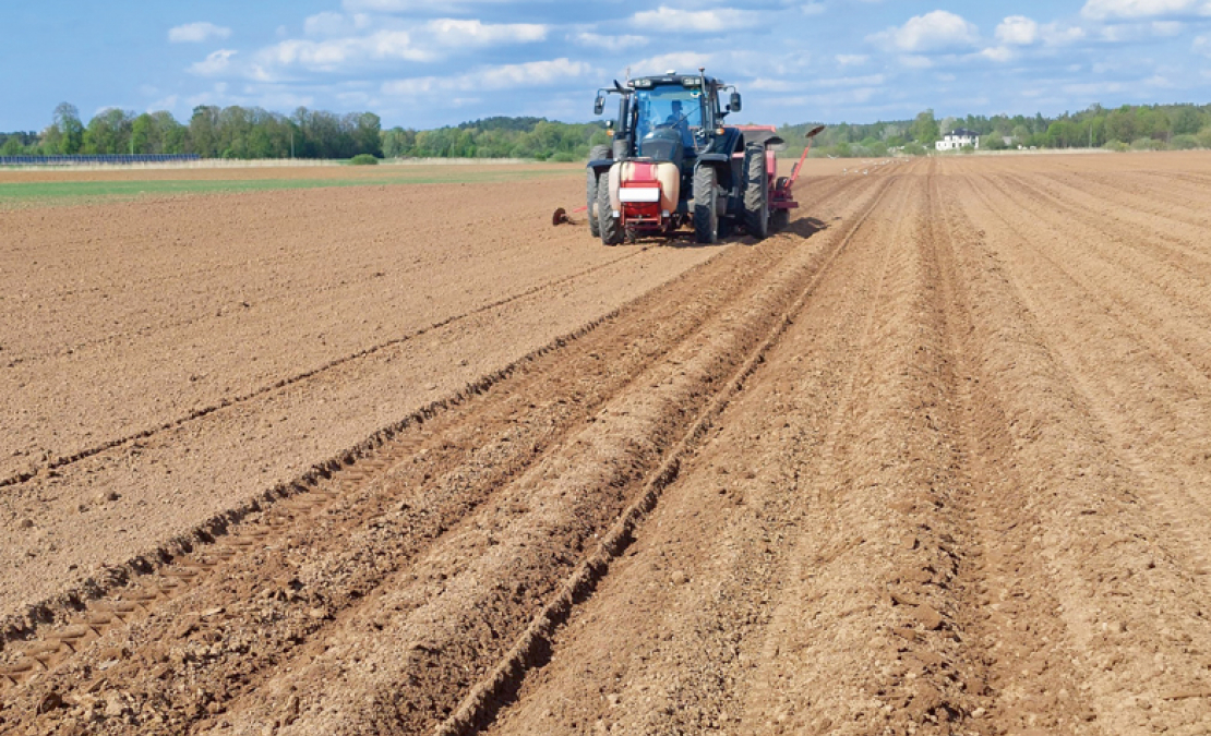Čipsu kartupeļu stādīšana Pierīgā, SIA "Latfood Agro" apsaimniekotajos laukos Ādažos. Kartupeļu stādīšana notiek ar četrrindu stādītāju. Desmit dienās saimniecībā iestādīja kartupeļus 61 ha platībā.