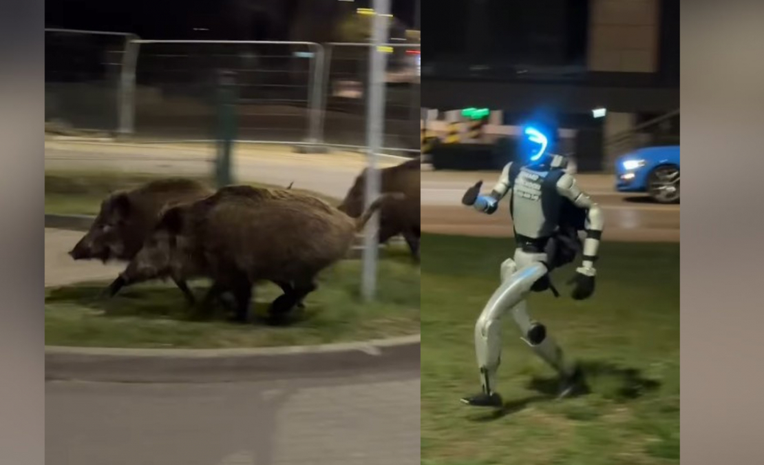 Robots Edvards Varhockis vajā mežacūkas Varšavā.