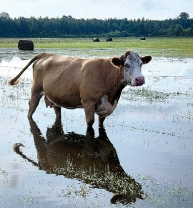 Govs Pepija, brizdama pa dziļo ūdeni, diez vai izbauda ganību gardo zāli. 